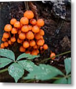 Orange Mycena I Metal Print