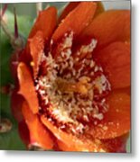 Orange Prickly Pear Cactus Metal Print