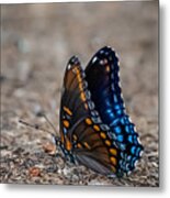 Orange-spotted Blue Butterfly Metal Print