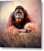 Orangutan Portrait Metal Print