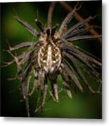 Orb Weaver Spider In Disguise Metal Print