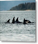Orcas Metal Print