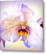 Orchid-beautiful 23 Metal Print