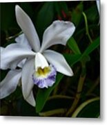 Orchid Bloom In The Darkness Metal Print