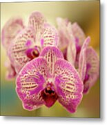 Orchid Daydream Metal Print