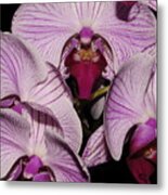 Orchid Detail Metal Print