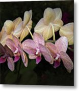 Orchid Perfection Metal Print