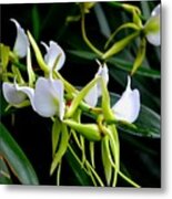 Orchid Tendrils Metal Print