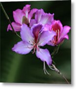 Orchid Tree Blossoms Metal Print