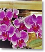 Orchids 2 Metal Print