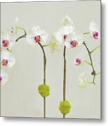 Orchids In Bloom Metal Print