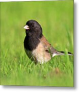 Oregon Dark-eyed Junco Metal Print