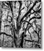 Oregon White Oak Tree At William L Finley Metal Print