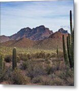 Organ Pipe Cactus National Monument Metal Print