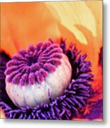 Oriental Poppy Metal Print