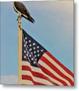 Osprey10 Metal Print