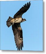 Osprey 2021-5 Metal Print