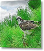 Osprey In A Pine Tree Metal Print