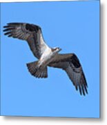 Osprey In Flight Drb0282 Metal Print