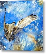 Osprey In Flight Metal Print