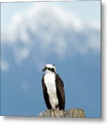 Osprey Mountain Metal Print