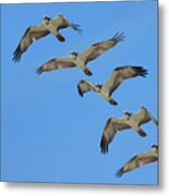 Osprey, Pandion Haliaetus, Flight Sequence Metal Print