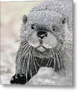 Otter Approaching, Mixed Media. Metal Print