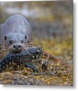 Otter Bringing Ashore A Lobster Metal Print