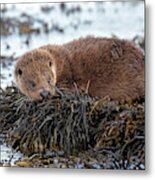 Otter Cub On Seaweed Metal Print