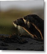 Otters' Whiskers Metal Print