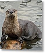 Out On A Log - River Otter Metal Print
