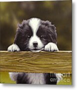 Over The Fence Metal Print