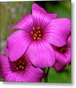 Oxalis, 1 Metal Print