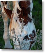 Paint Horse Grazing In The Evening Metal Print