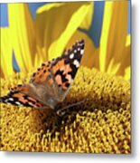 Painted Lady Butterfly On Sunflower Metal Print