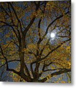 Painterly Elm Tree At Night Metal Print