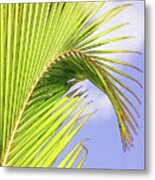 Painterly Palm Leaves In Aruba Metal Print