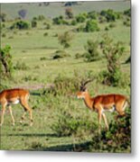 Pair Of Impalas, Kenya Metal Print