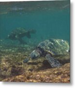 Pair Of Sea Turtles In A Kauai Reef Metal Print