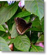 Pale Spotted Swallowtail Butterfly Metal Print