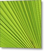 Palm Leaf And Mediterranean Sunlight 2 Metal Print