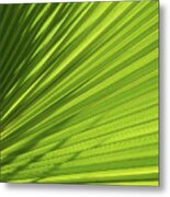 Palm Leaf With Light And Shadow 1 Metal Print