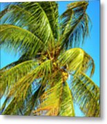 Palm Tree In The Bahamas Metal Print