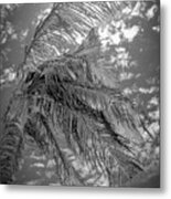 Palm Tree - Mexico Metal Print
