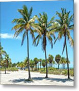 Palm Trees At Crandon Park Beach In Key Biscayne Florida Metal Print