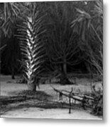 Palms On The Beach, Big Talbot Island Metal Print