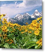 Panoramic Balsamroot Below The Teton Range Metal Print