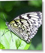 Paper Kite Butterfly On Leaf Metal Print