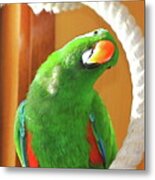 Parrot In Holland Metal Print