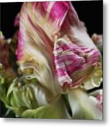 Parrot Tulip Flower Metal Print